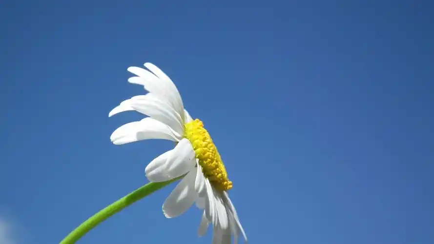 蓝天下的白色小雏菊动态壁纸- 5k壁纸,小雏菊壁纸,小清新动态壁纸,mac
