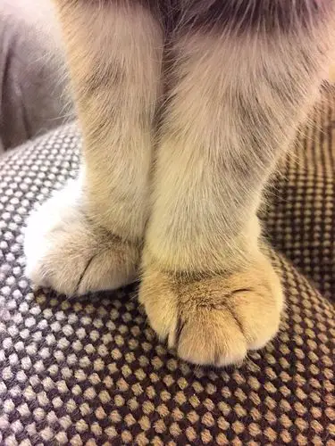 端午的脚 猫咪 宠物 照片取自@回忆专用小马甲