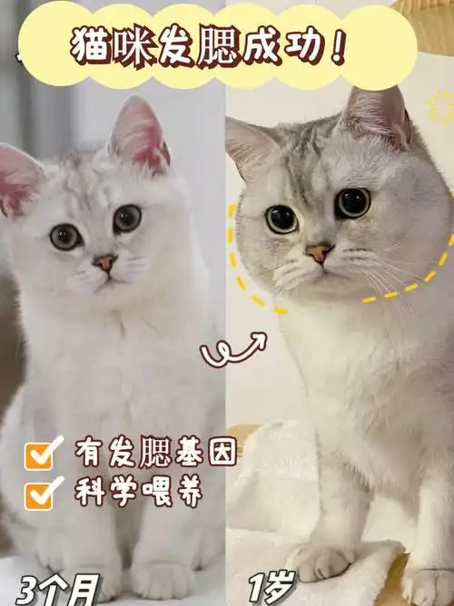 猫咪发腮攻略超实用