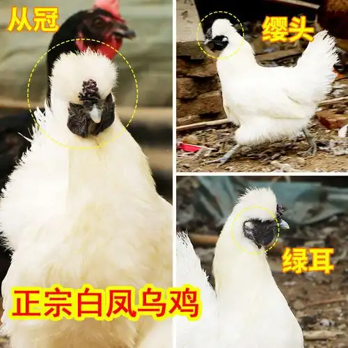 农家鸡肉活体乌鸡散养乌骨鸡泰和白凤