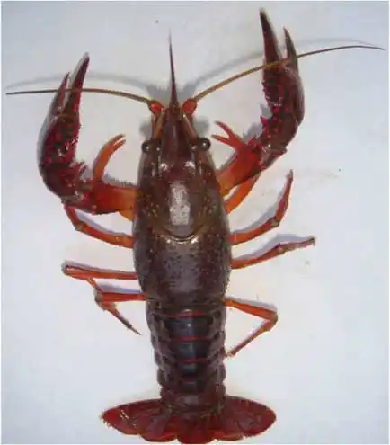 肺吸虫第二中间宿主-喇蛄