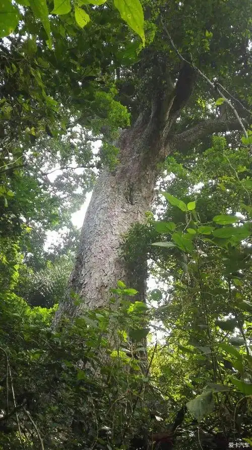 中越边境探秘 龙州千年蚬木王(36/101)