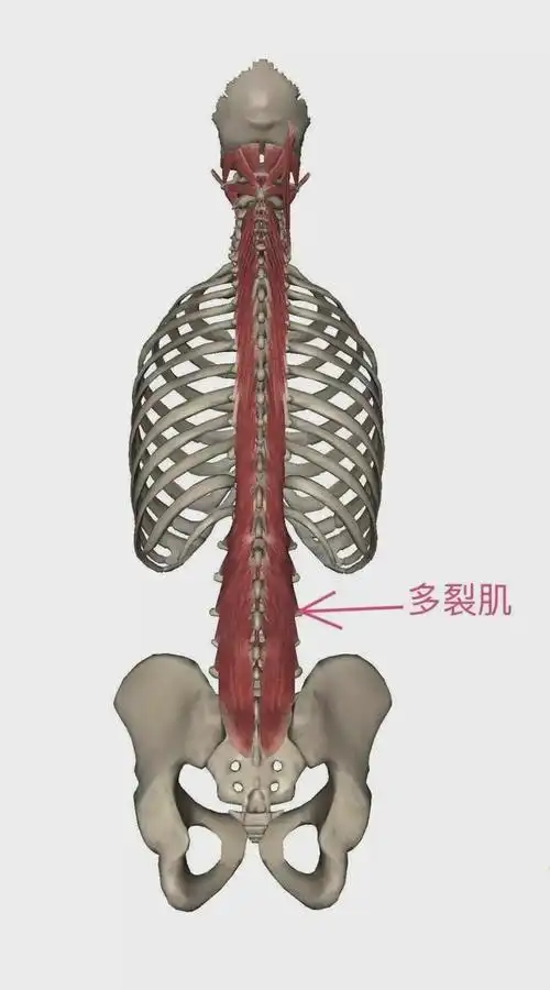 干货分享深入剖析与腰痛相关的7块肌肉