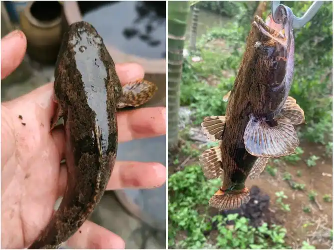 太阳鱼也是入侵物种,到了国内却成为餐桌上的美味 - 卡奇创业网