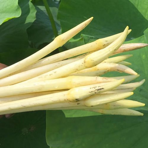 爱香妃(aixiangfei)藕带新鲜藕尖湖北特产洪湖莲藕苗嫩藕稍藕苫现摘现