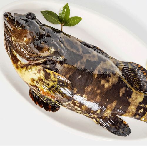 航海猫石斑鱼活冻龙胆石斑鱼1-2斤/条老虎龙趸斑珍珠斑海鲜水产深海鱼