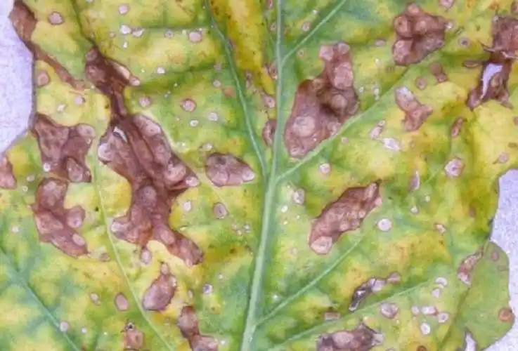 河南烟草病虫信息2021年第七期——烟草叶斑类病害识别与防控