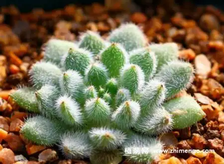 多肉植物青褚莲怎么养