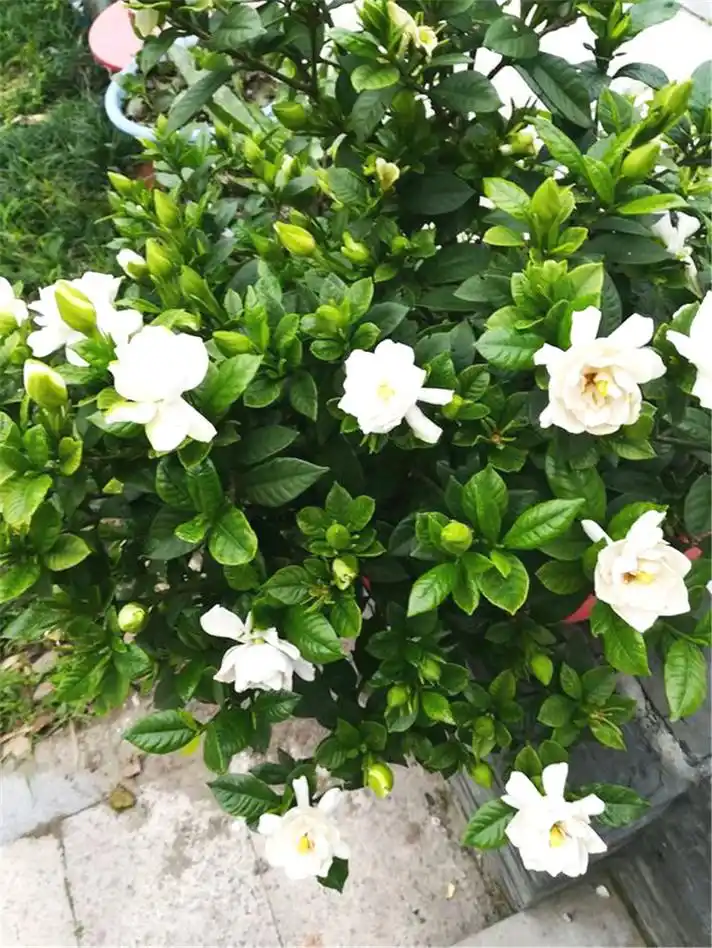 养栀子花,施肥3步走,栀子开花一整夏!