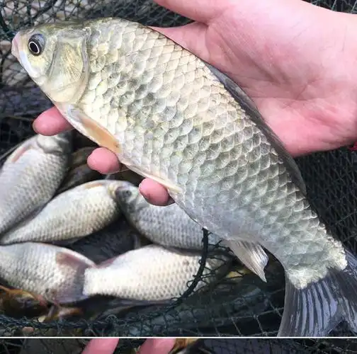 湖北淡水鱼鲜活生态白鲫鱼新鲜土鲫炖汤2斤小鲫鱼2024条左右