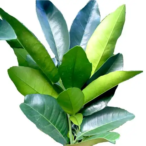 广东老树30年带枝沐浴金柚叶子叶鲜柚开运新鲜柚柚子