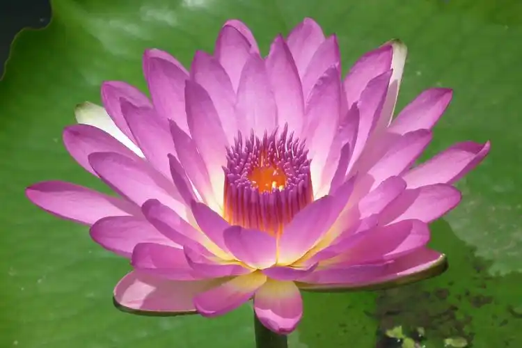 台湾九品香水莲花13606986192的美篇