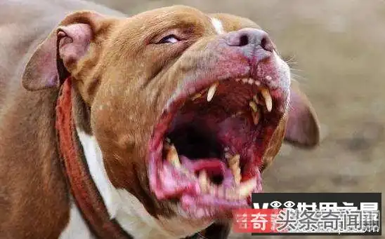 世界最恐怖的狗——比特犬