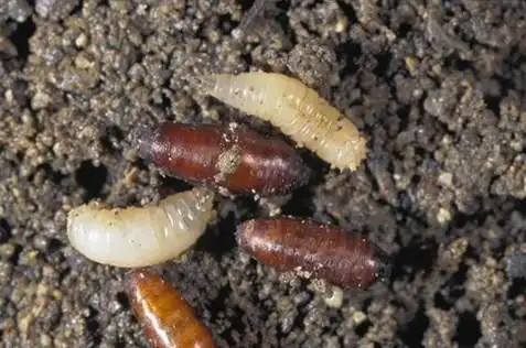 英文名turnip root fly异名萝卜种蝇,萝卜蝇,白菜蝇,根蛆,地蛆 萝卜地