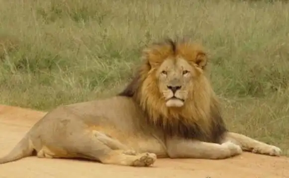 世界上最小的狮子索马里狮出生时仅05千克成年雄狮不足2米