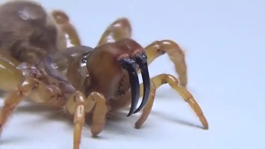 【youtube】沟纹硬皮地蛛捕食蟑螂