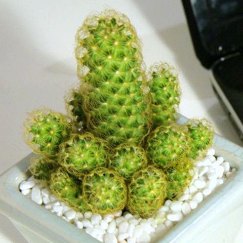 金手指仙人掌金虎仙人球盆栽植物多肉植物办公室会开花含盆