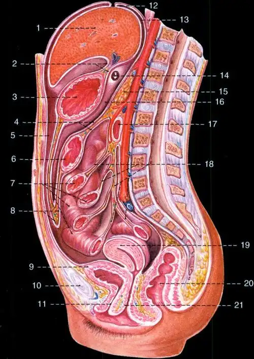腹膜腔peritonealcavity6.横结肠transversecolon7.空肠jejunum8.