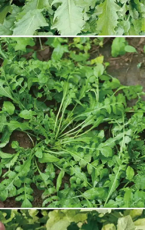 韩育天然荠荠菜种子 厂家批发四季多年生荠菜青菜菜园盆栽蔬菜籽