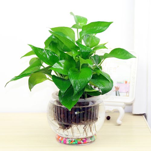 搜索"植物防辐射绿植盆栽"的优惠券结果页-搜券网