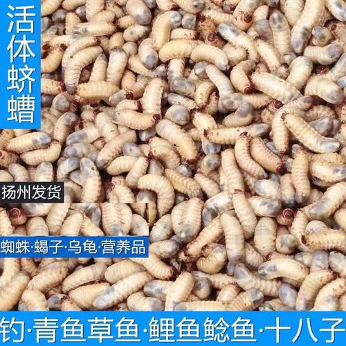 新品活体饲料虫子蛴螬老母虫画眉鸟鹦鹉乌龟蜥蜴金龙鱼角蛙等食物