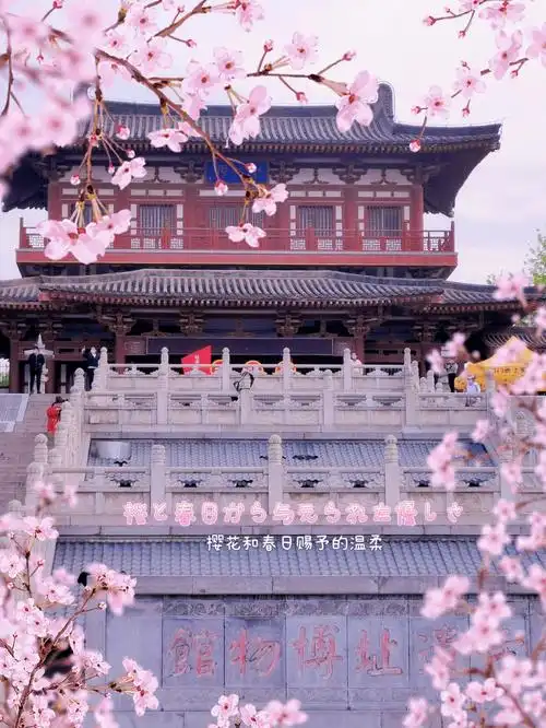 西安青龙寺赏花