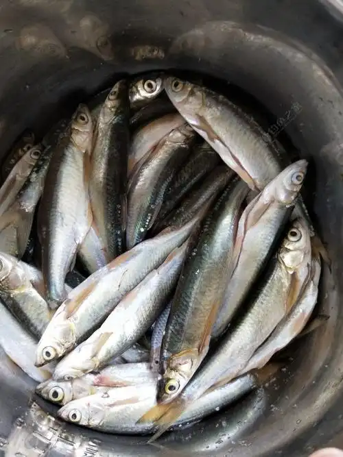 钓了很多餐条,鲫鱼都带子,所以都放了,把餐条留下了.