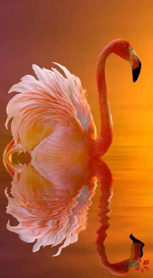 山西运城来了一群火烈鸟!