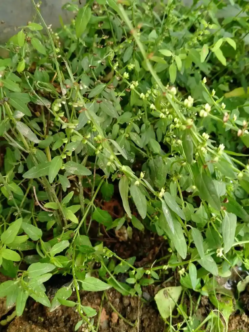 野生药材#有认识的吗#半枝莲#用处多#珍贵药材#太难找了# - 抖音