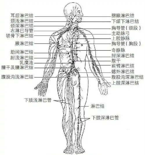 淋巴最怕累保护淋巴最该做这6件事