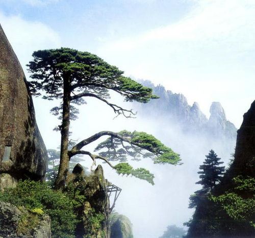 黄山松种子黄山松树新采别名迎客松常青家庭园艺种子