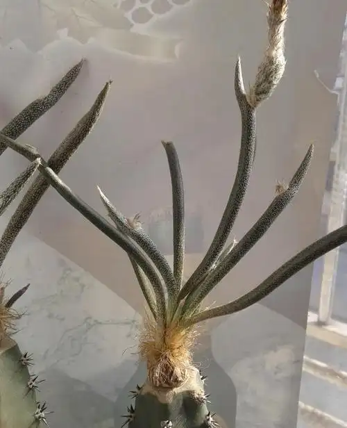 美杜莎终于开花了,淡淡的香味很好闻,虽然难养但是很值得尝试