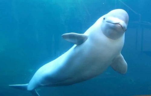 the beluga whale