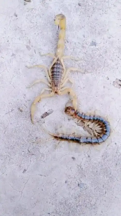 蝎子与蜈蚣大战,蜈蚣竟然毫无还手之力!