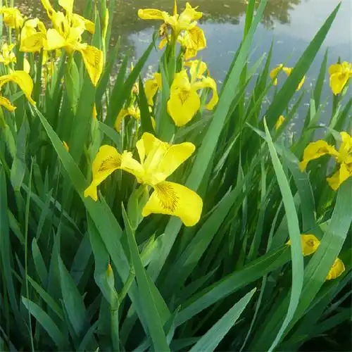 蓝色鸢尾花苗多年生四季耐寒热耐阴别墅庭院花园花境植物黄花鸢尾