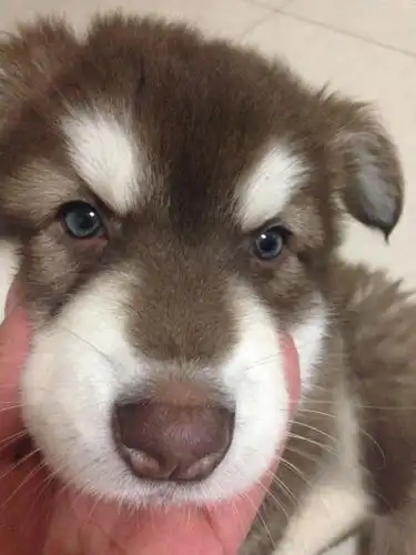 52天红阿拉斯加眼睛怎么是这个颜色 以后还会变吗?