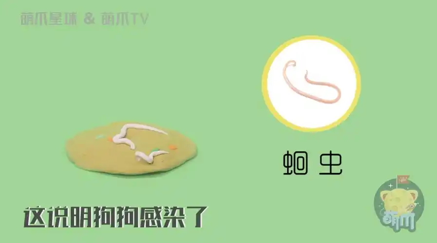 很明显就是狗狗感染了蛔虫如果呕吐物里有白色的虫体原因二:寄生虫再