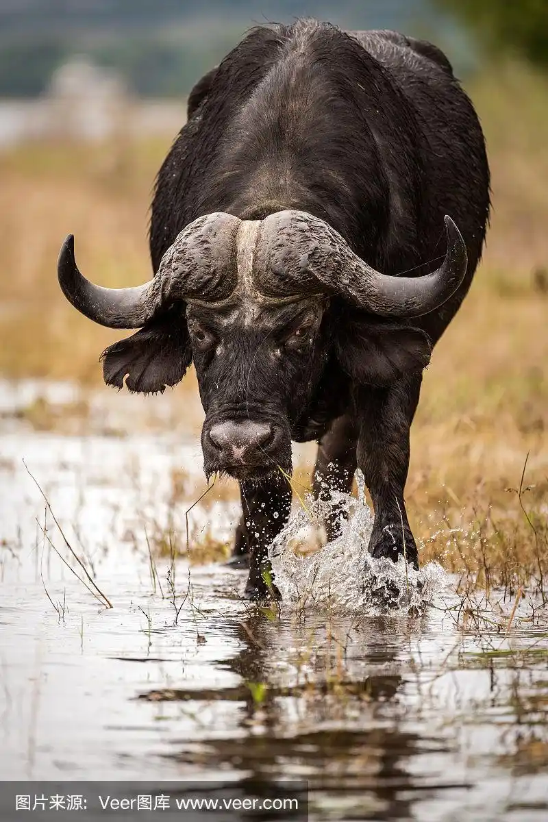 垂直画幅,非洲黑色大水牛,注视镜头,特写,雄性动物