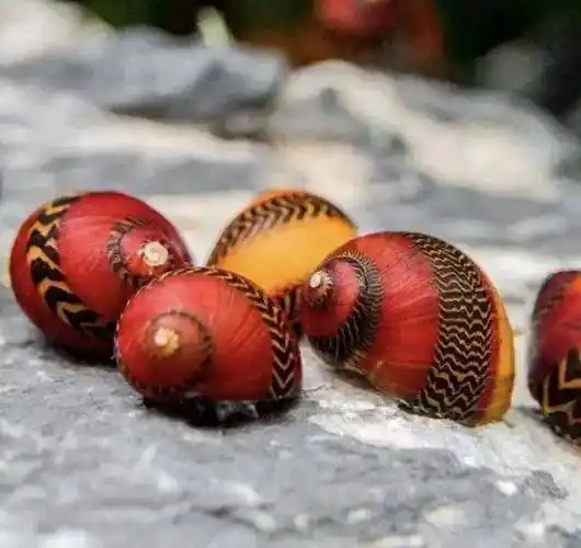 自然界里这些奇特好玩的生物看看你认识几个