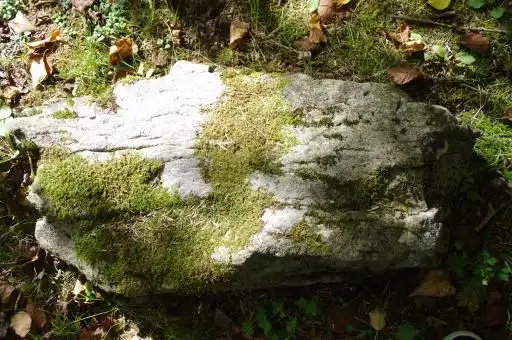 长满青苔的石头石头