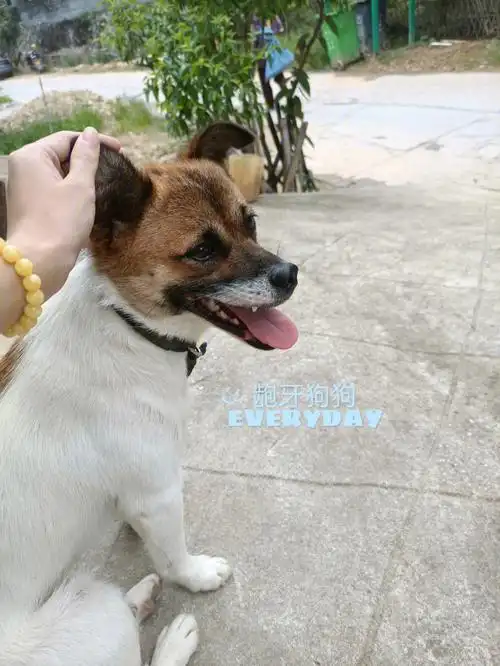 有人知道这个是什么狗狗串的吗?体型挺小的,成年犬了长不大了.