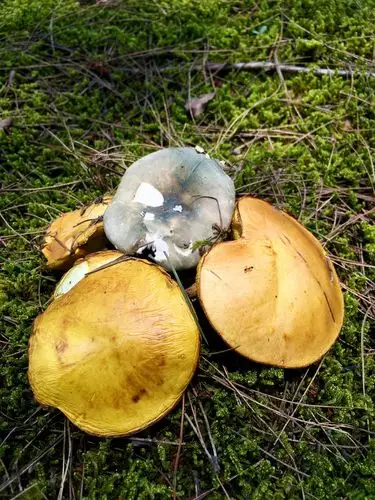 能吃的野生蘑菇你认识几种