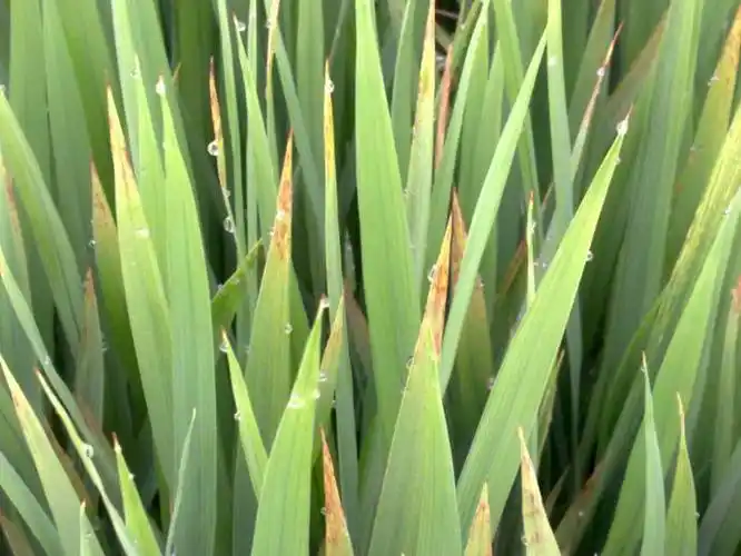 这个是水稻缺钾么