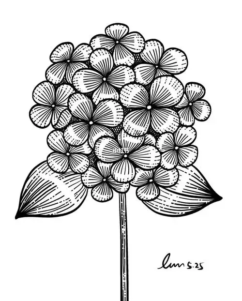 版画风格画绣球花