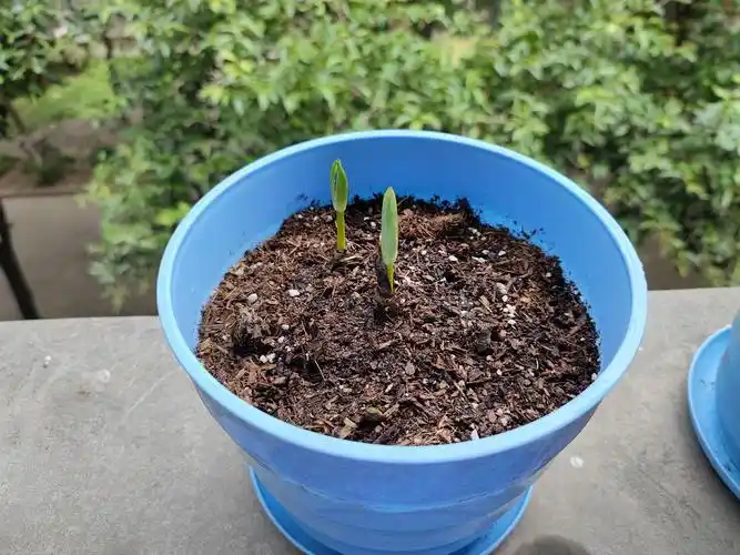 彼岸花一周生长追踪记录