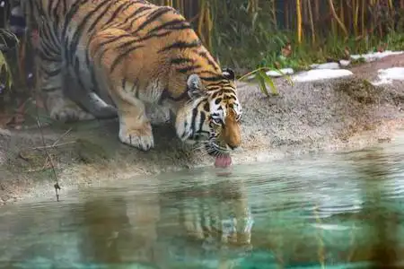 池塘里的猫科动物老虎在池塘里喝水照片