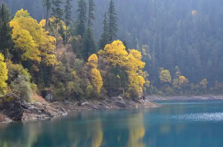 《秋天的童话 __九寨沟 》摄影:王永军 编辑:王永军