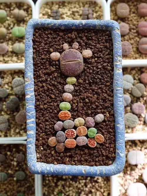 生石花多彩组盆效果欣赏