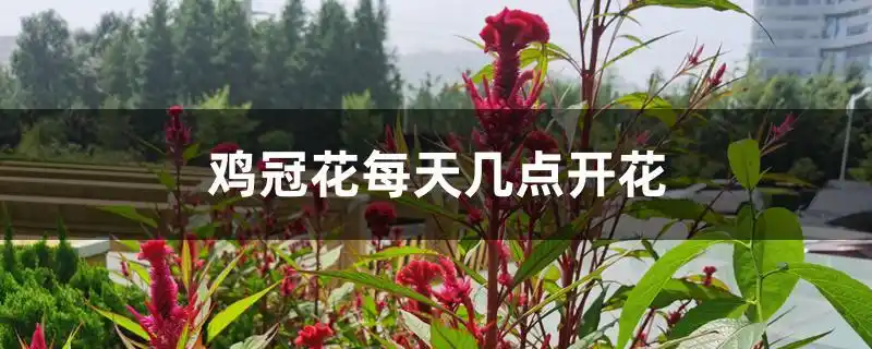 鸡冠花每天几点开花 - 花百科