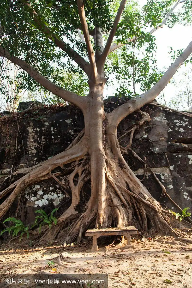 树根长在岩石上的大榕树